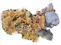 Gold nugget.jpg